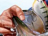 Rapala Pro Bass Fishing