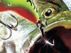 Rapala Pro Bass Fishing
