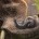 Zoo Tycoon