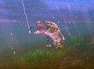 Rapala for Kinect Screenshot