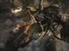 Tomb Raider Screenshot