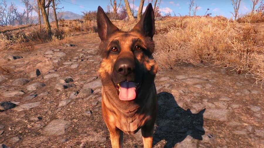 Xbox And Bethesda Are Donating $10,000 To Charity In Honour Of The Fallout Dog Who Passed Away