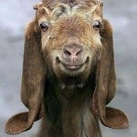 Chaotic_Goat