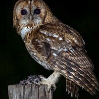 BrownOwl