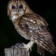 BrownOwl