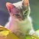 ShiroKitten