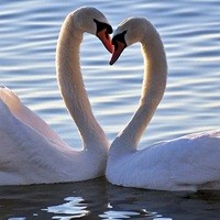 Swandivetotheasphalt